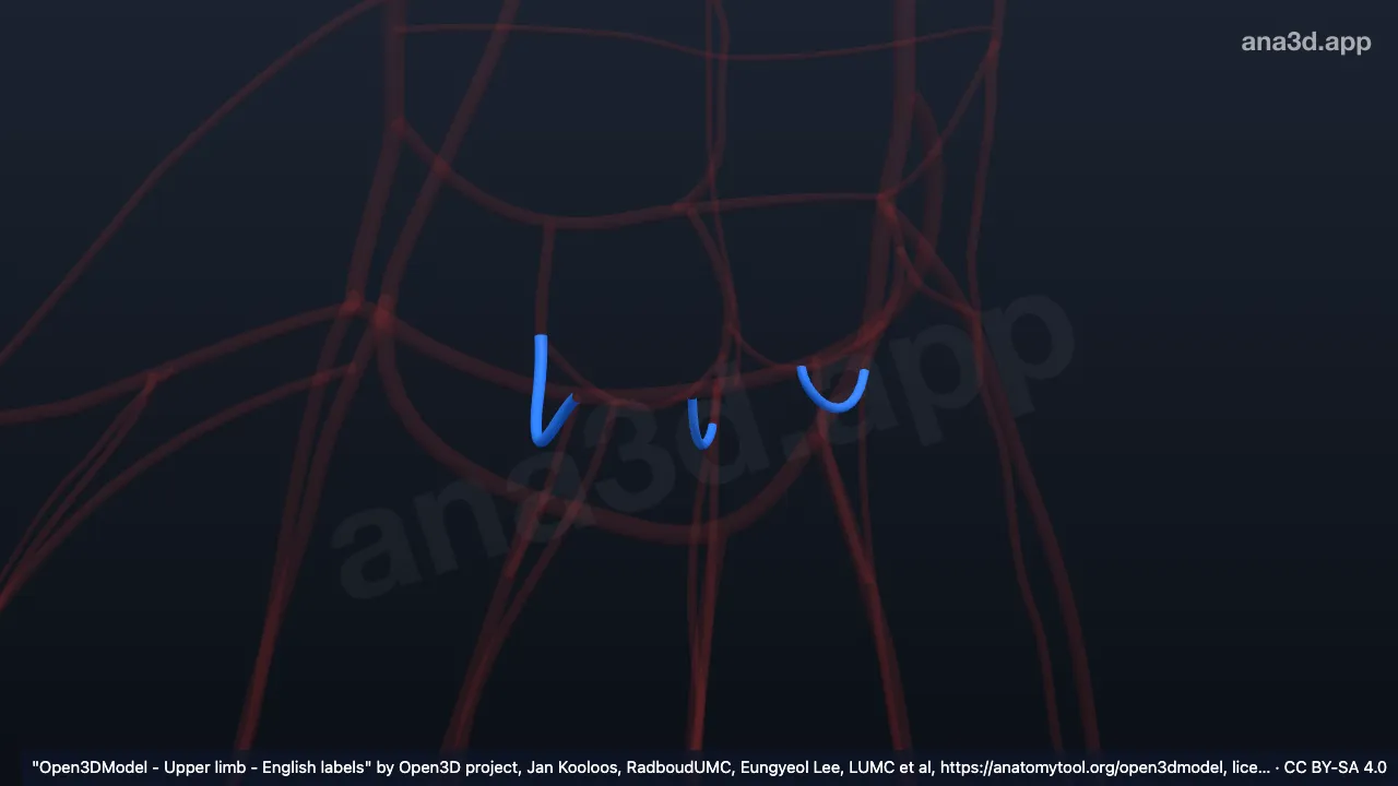 Model 3D: Arteri-arteri perforans tangan kanan