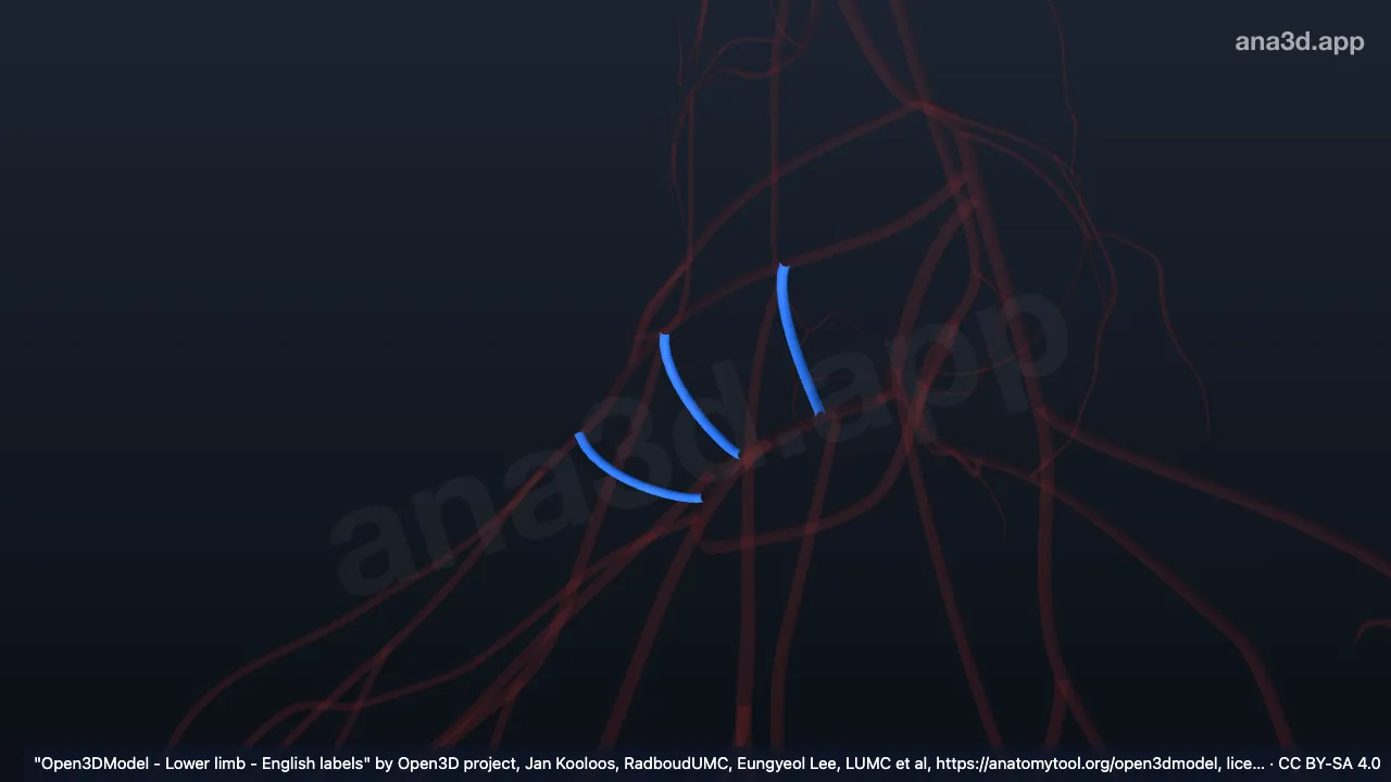 3D 模型：右弓状动脉与足底深弓间穿支