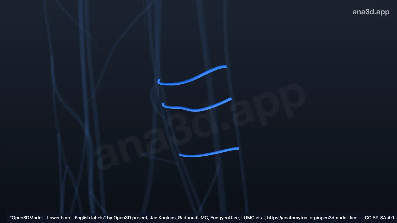 Modèle 3D : Branches perforantes droites (veines de Cockett)