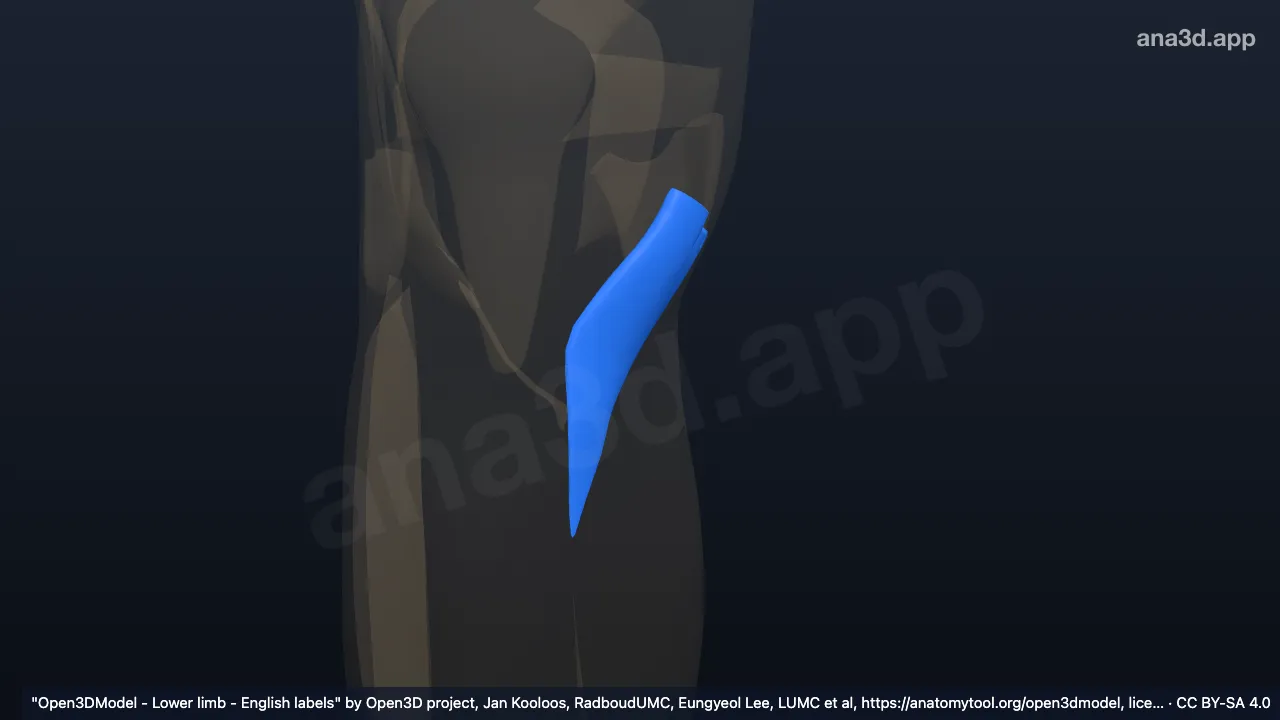 3D 模型：右鹅足总腱