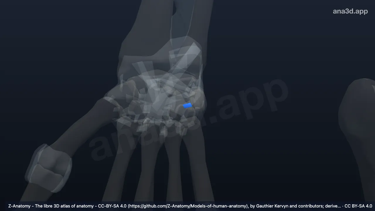Model 3D: Ligamen pisohamatum kanan