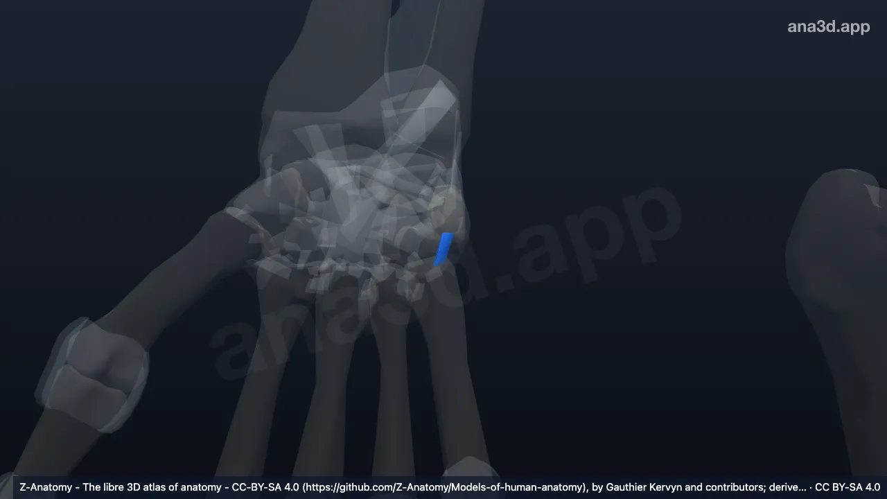 3D model: right pisometacarpal ligament