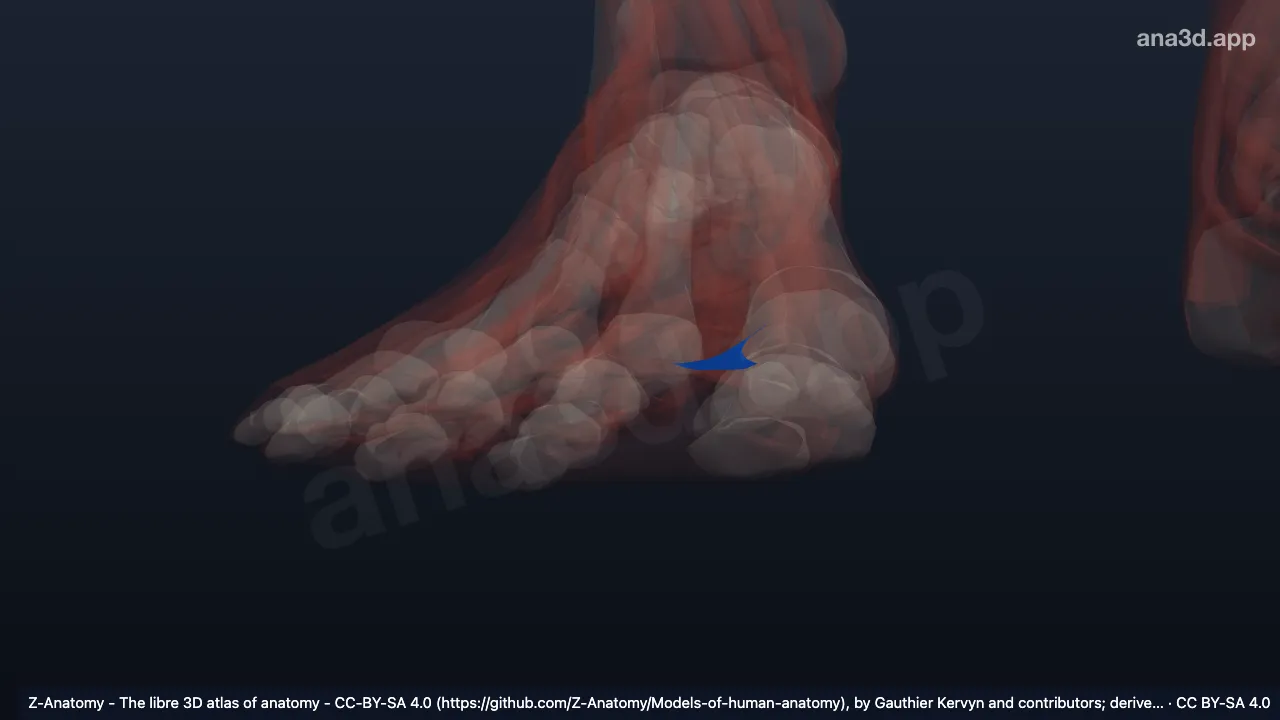 Model 3D: Aponeurosis plantaris kanan