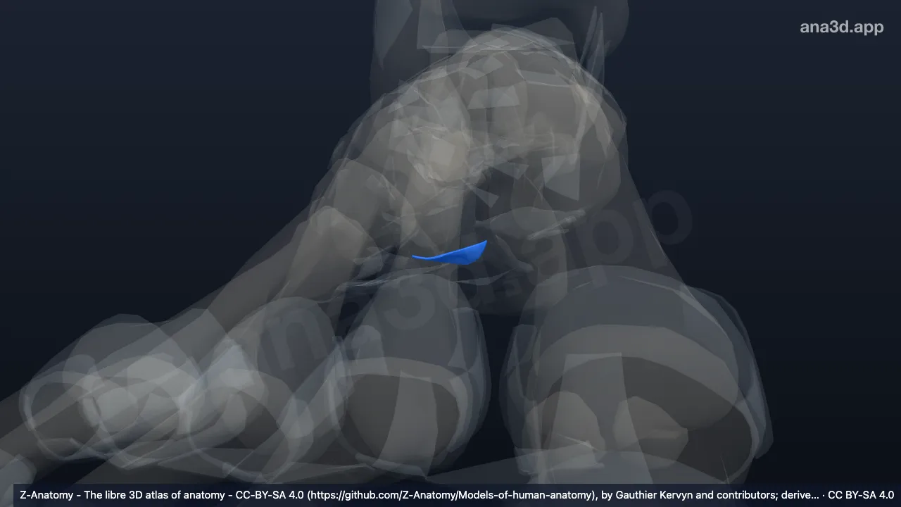 Modelo 3D: Ligamento calcaneocuboideo plantar direito