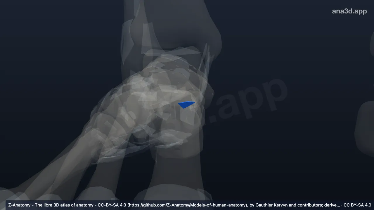 Modelo 3D: Ligamento calcaneonavicular plantar direito