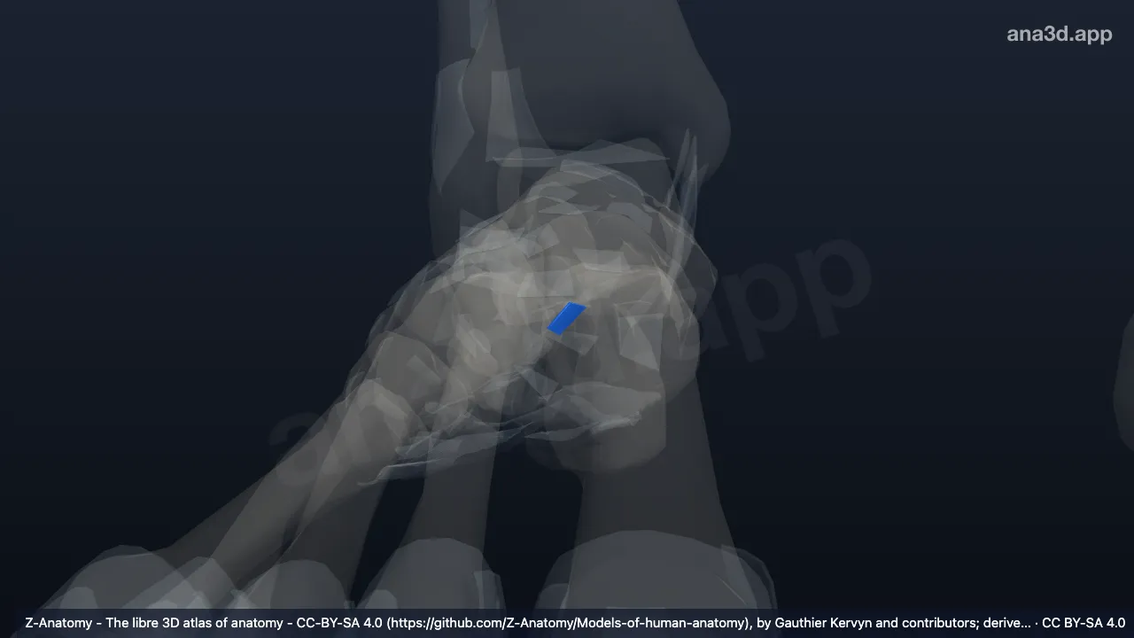 3D model: right plantar cuboideonavicular ligament
