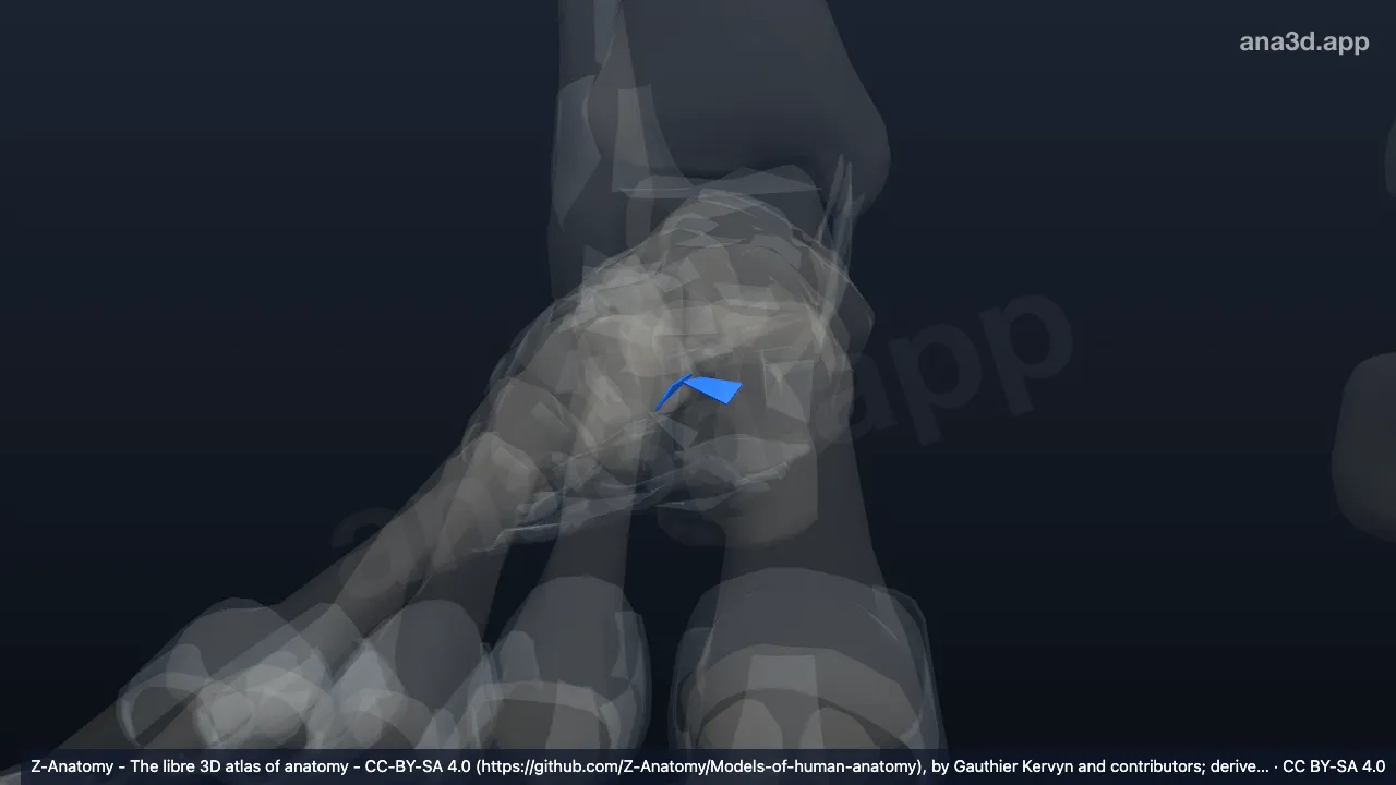 3D model: right plantar intercuneiform ligaments