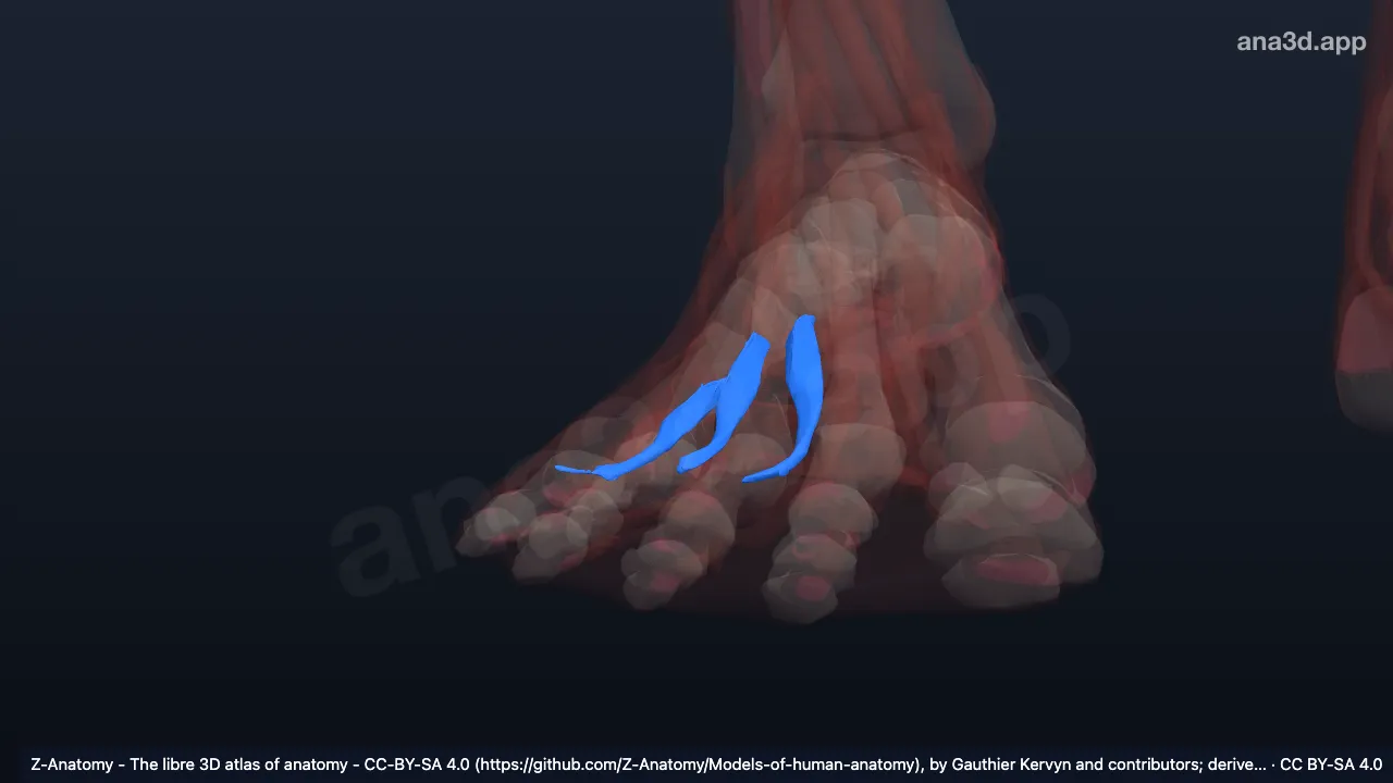 3D model: right plantar interossei muscles