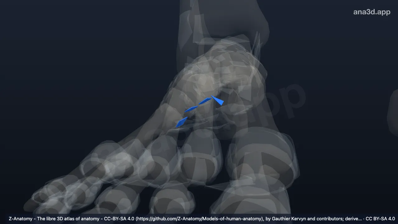 3D model: right plantar metatarsal ligaments