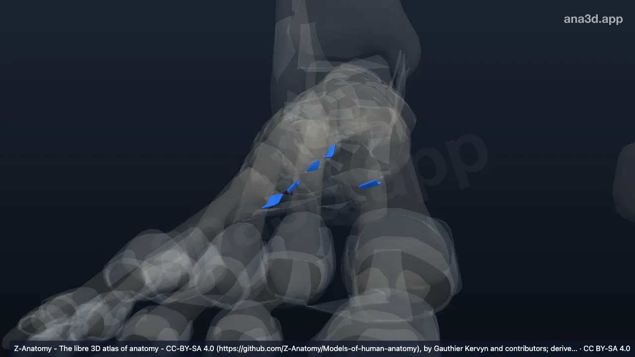 3D model: right plantar tarsometatarsal ligaments