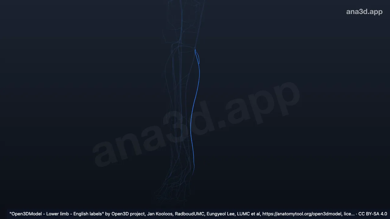 3D 模型：右后弓静脉