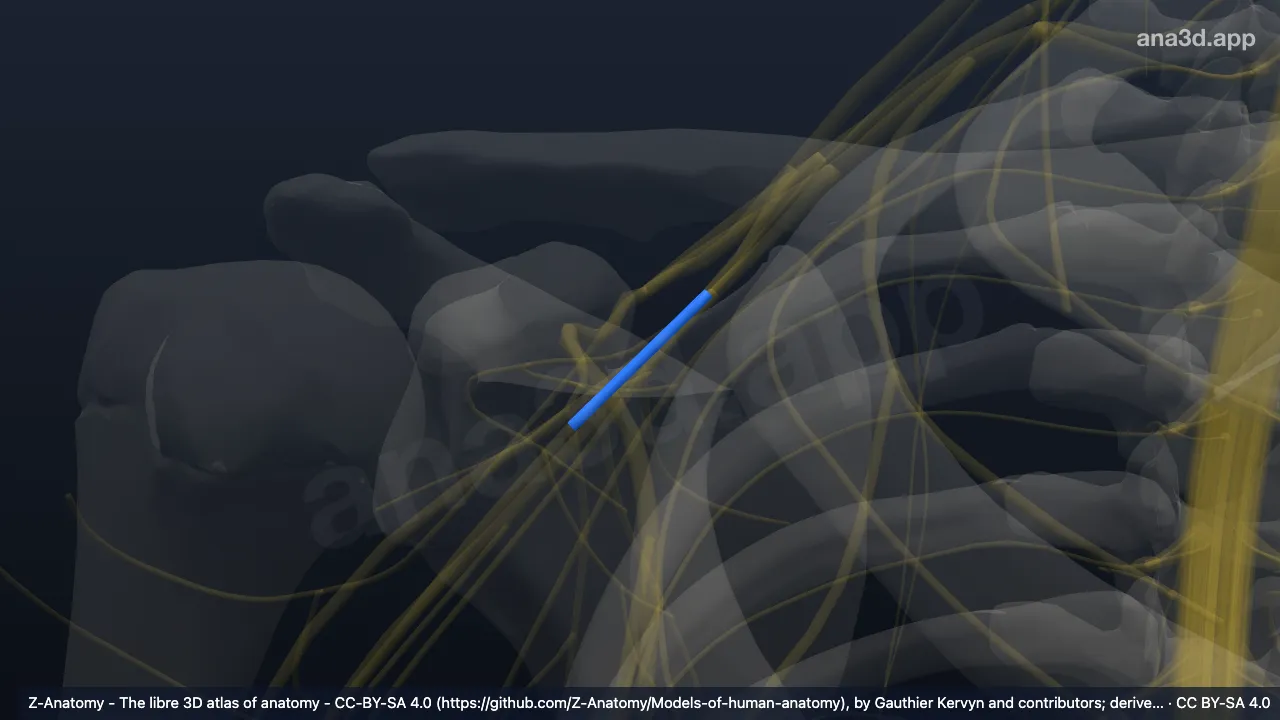 Modelo 3D: Fascículo posterior do plexo braquial direito