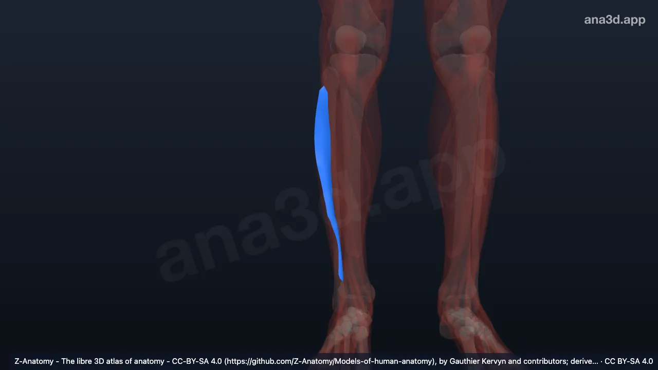 3D 模型：右小腿后肌间隔