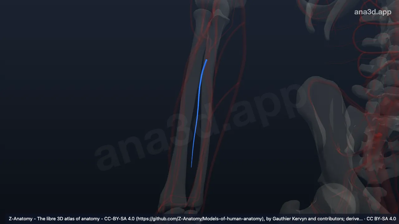 Modelo 3D: Arteria interósea posterior derecha