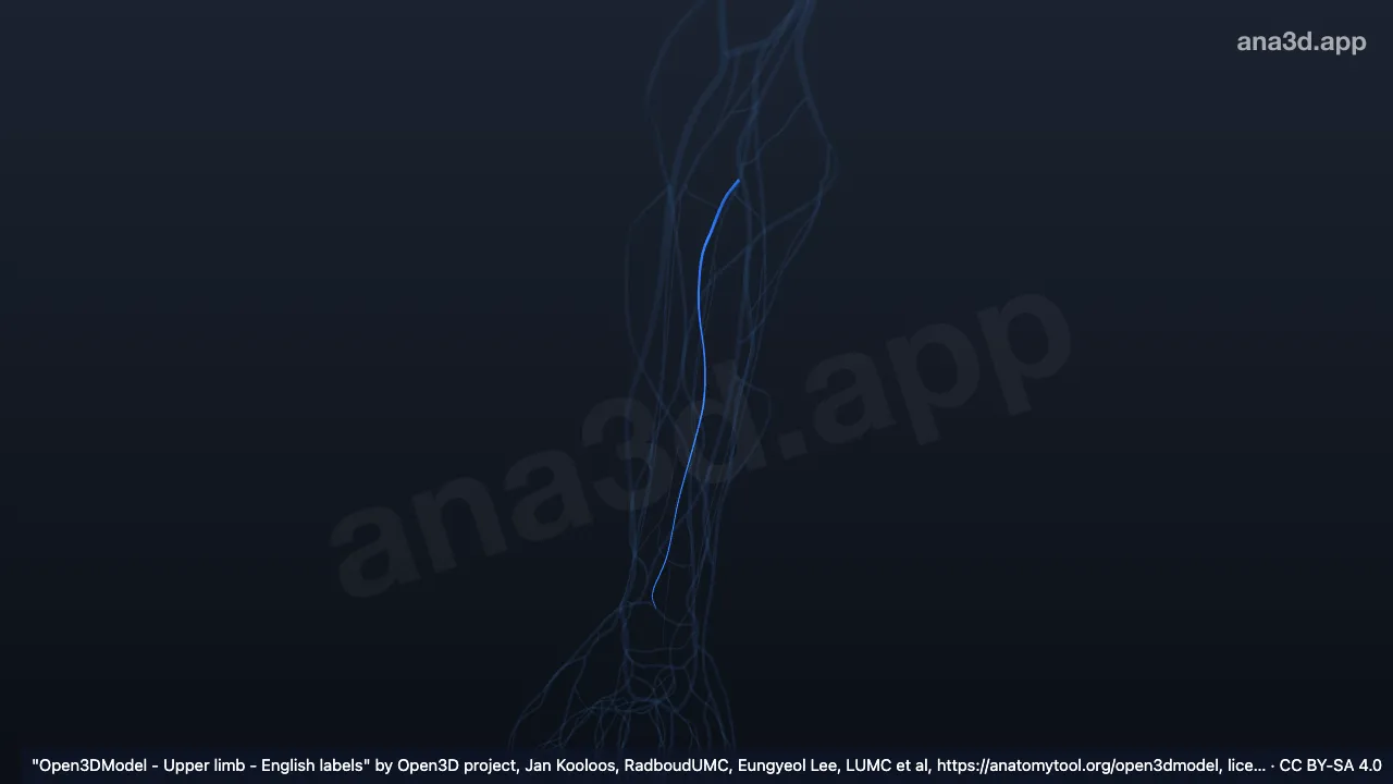 3D model: right posterior interosseous veins