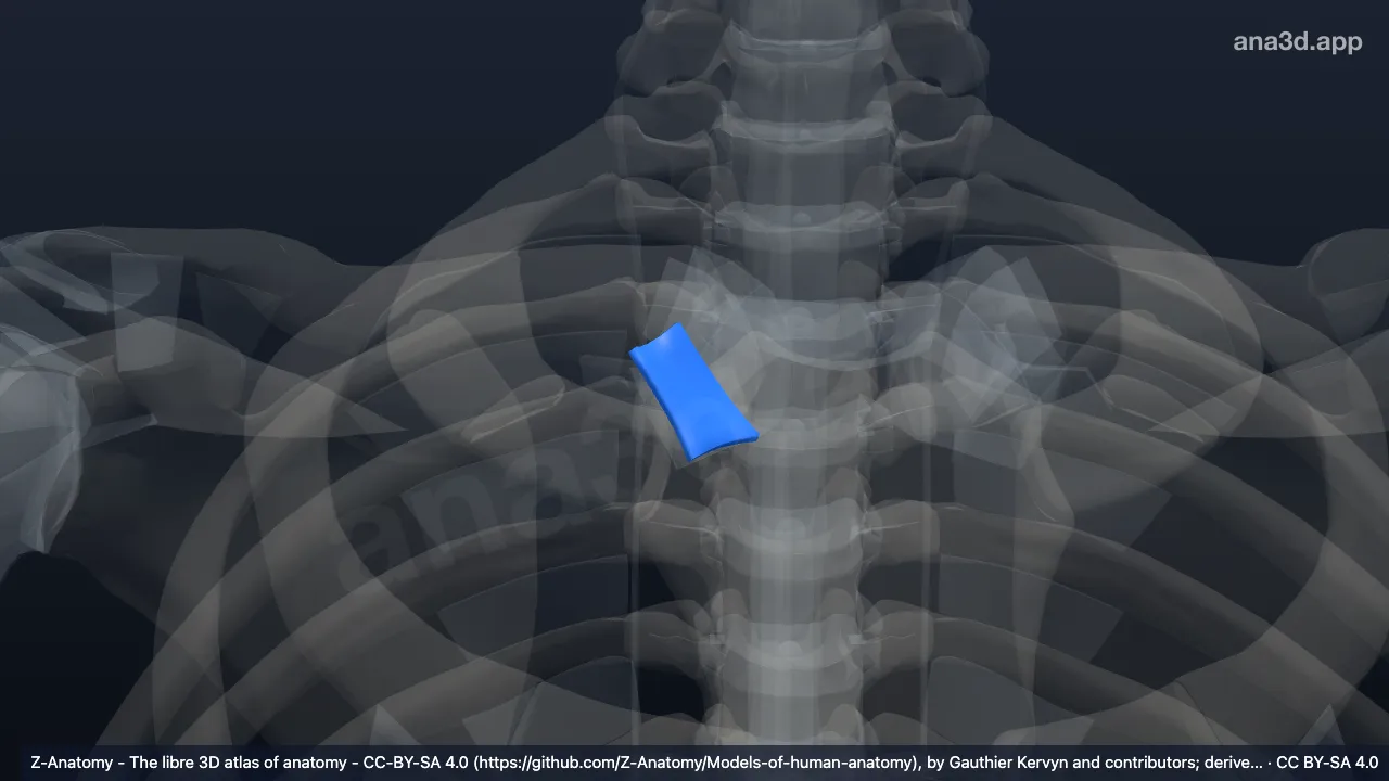 Modelo 3D: Ligamento esternoclavicular posterior direito