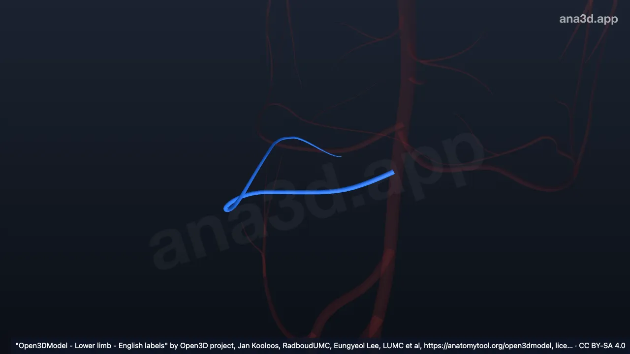 Modèle 3D : Artère récurrente tibiale postérieure droite