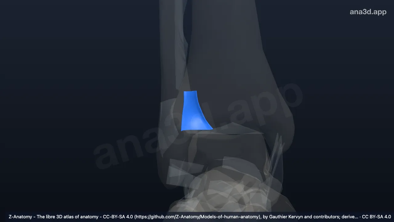 3D model: right posterior tibiofibular ligament