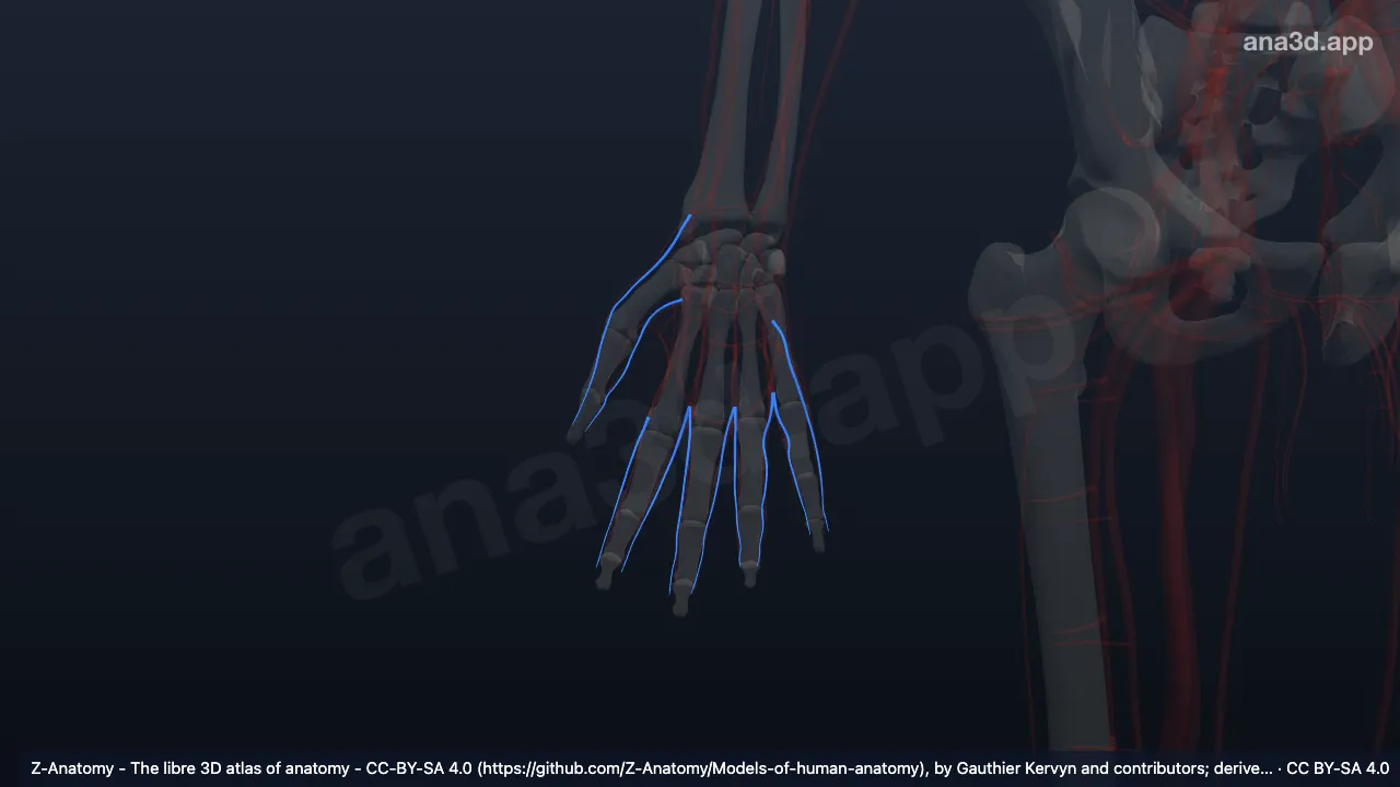 Modelo 3D: Arterias digitales palmares propias derechas
