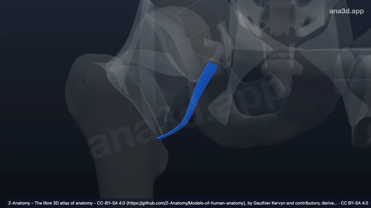 Modèle 3D : Ligament pubofémoral droit