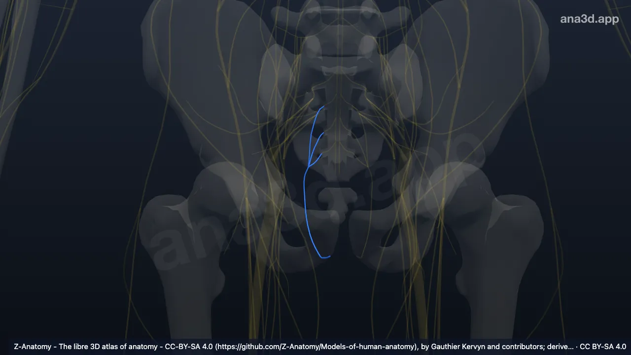 3D model: right pudendal nerve