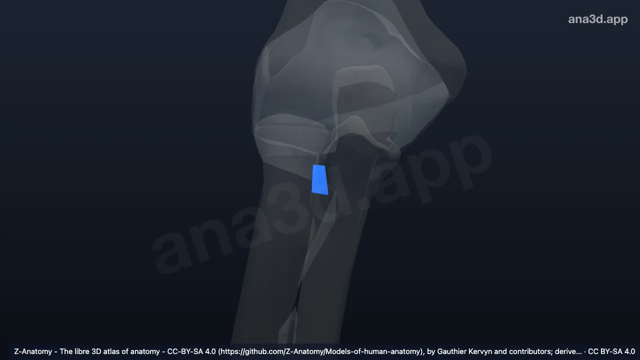 3D-Modell: Rechtes Ligamentum quadratum