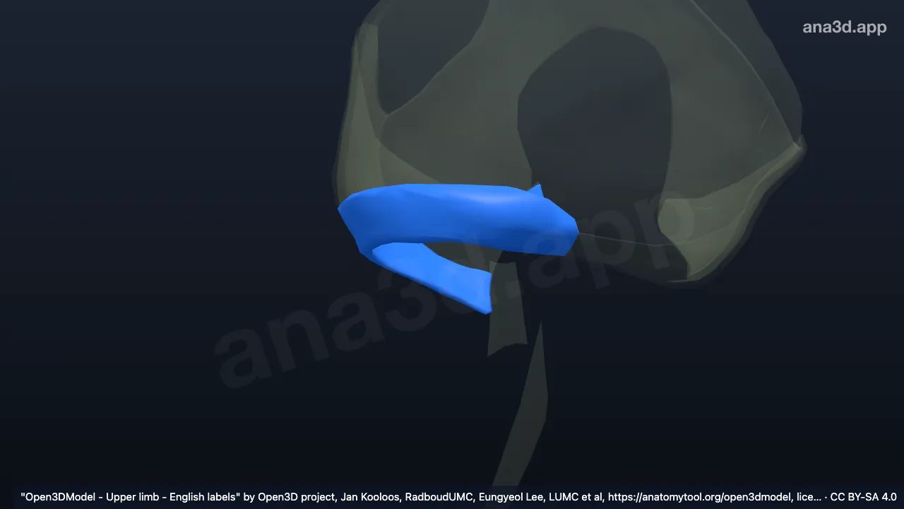 3D model: right radial annular ligament