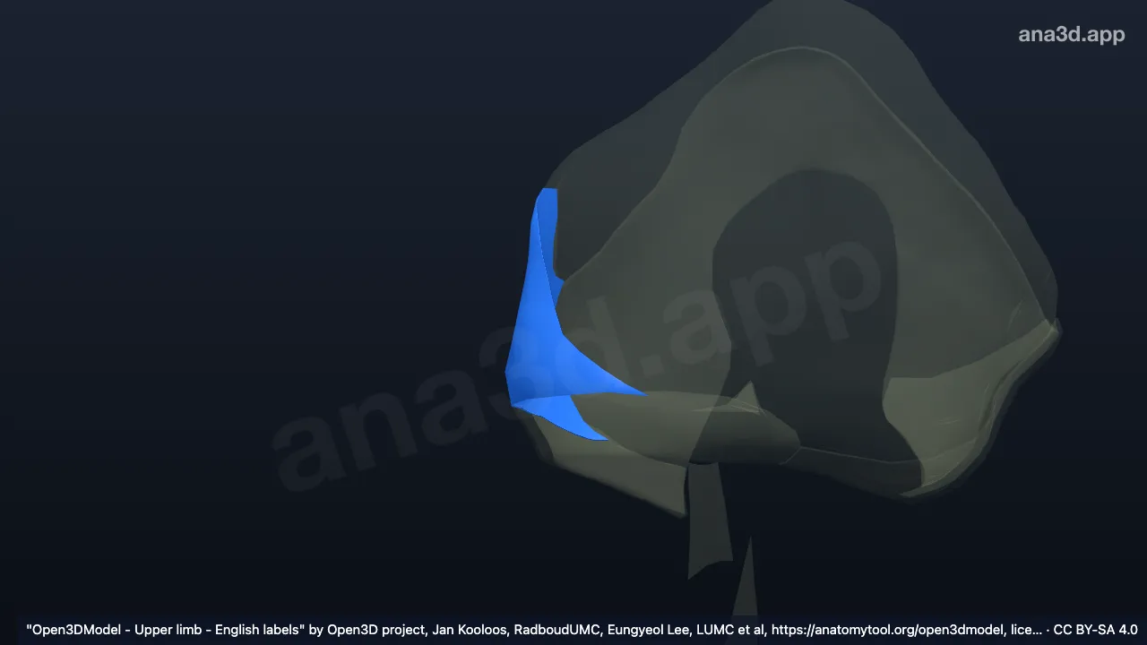 3D model: right radial collateral ligament of elbow