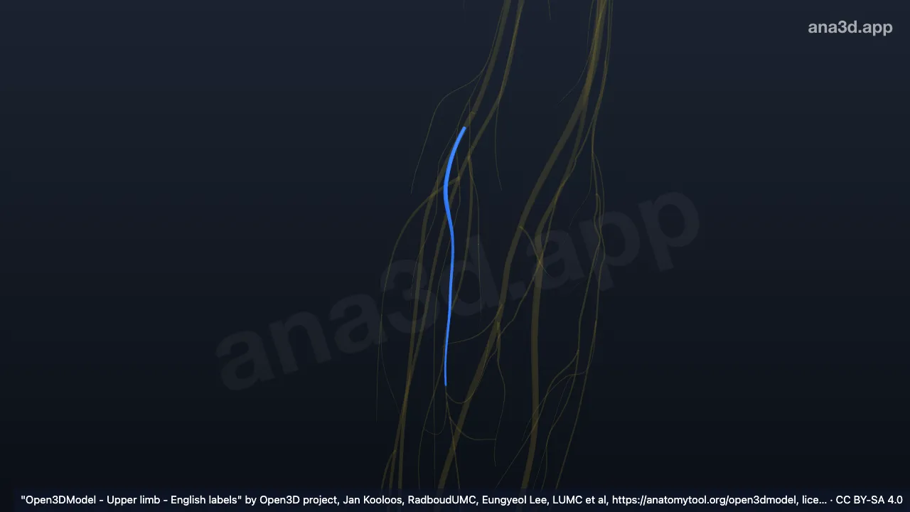 3D model: right radial nerve (deep branch)