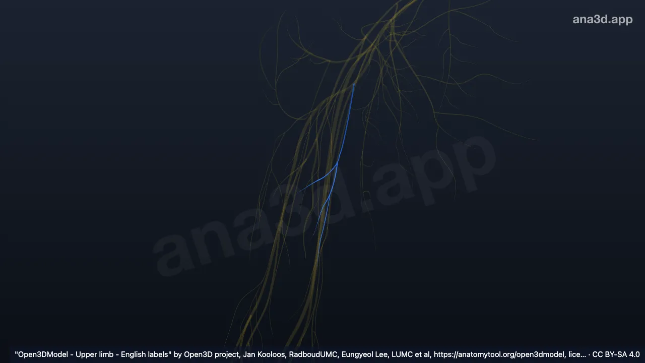 3D model: right radial nerve (posterior brachial cutaneous nerve)