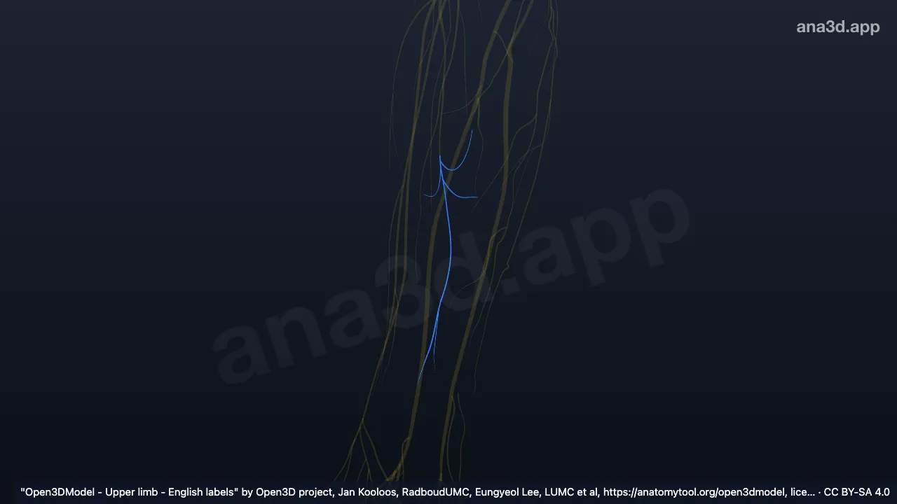 3D model: right radial nerve (posterior interosseous nerve)