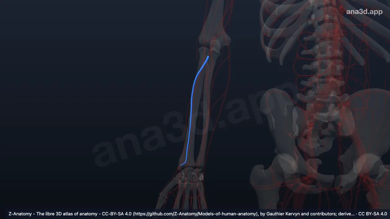 Modelo 3D: Venas radiales derechas