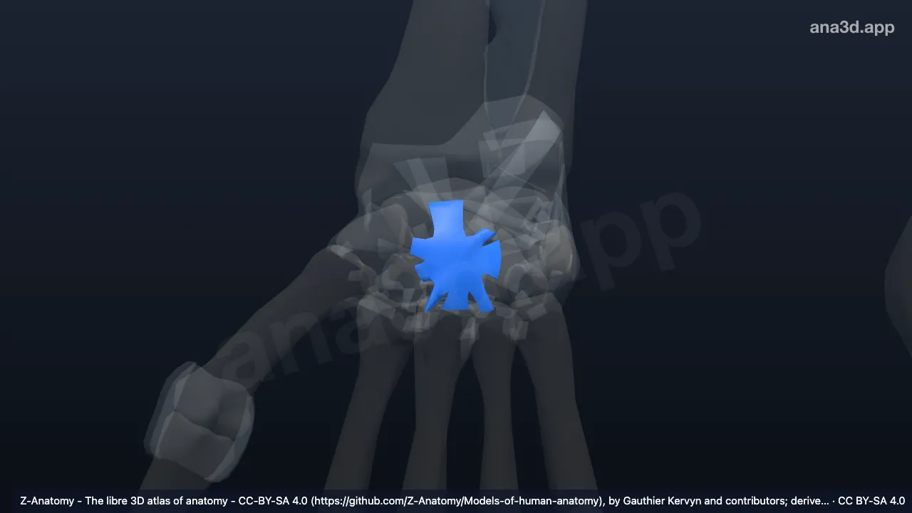 Model 3D: Ligamen karpi radiatum kanan