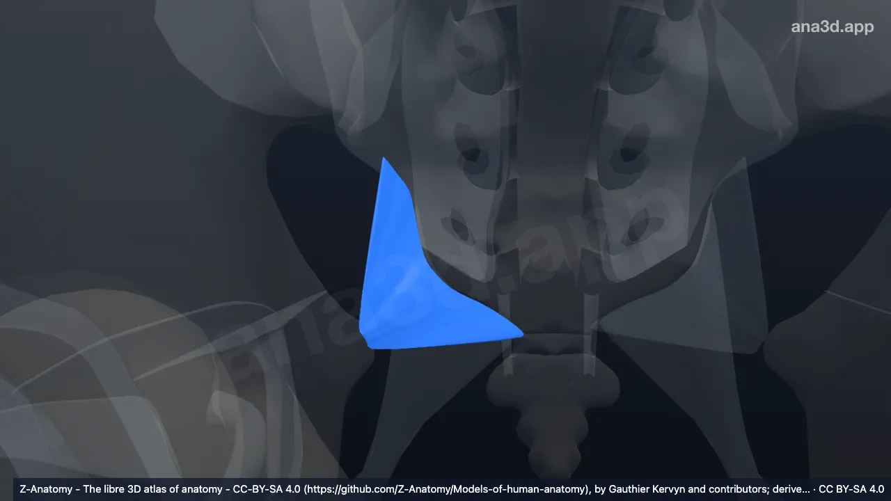 3D model: right sacrospinous ligament