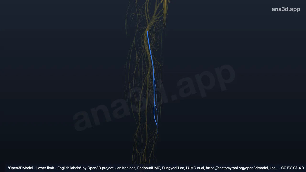 Model 3D: Cabang safenus saraf femoralis kanan