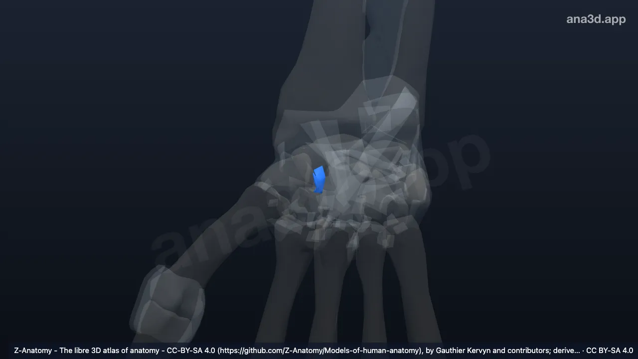 Modelo 3D: Ligamento escafotrapeciotrapezoidal derecho