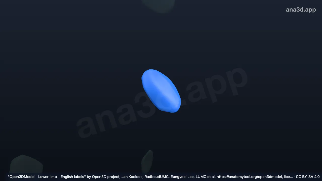 Model 3D: Bursa iskiadika gluteus maksimus kanan (Bursa iskiogluteal)
