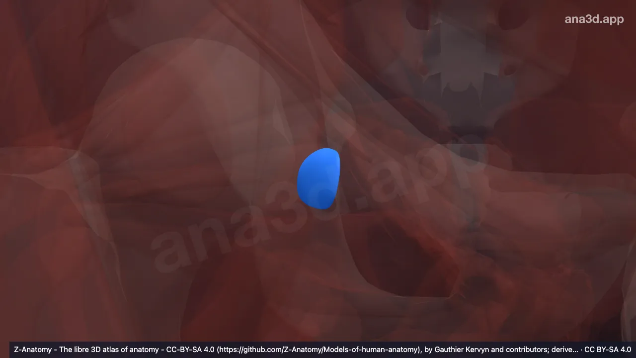Model 3D: Bursa iskiadika obturatorius internus kanan