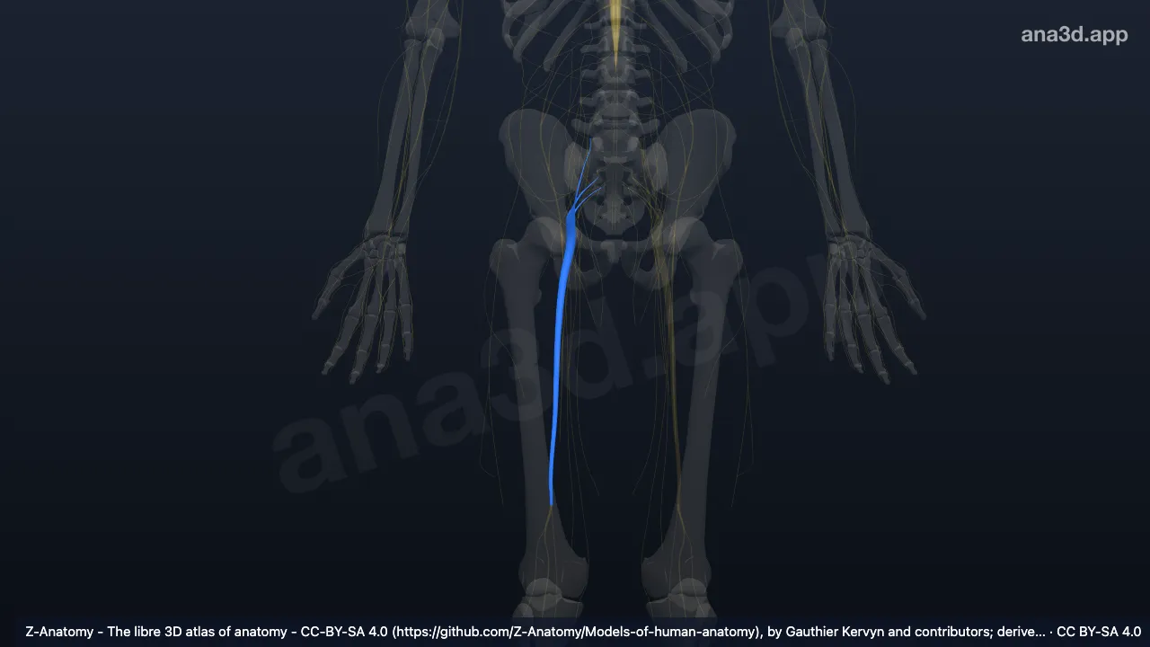 3D model: right sciatic nerve