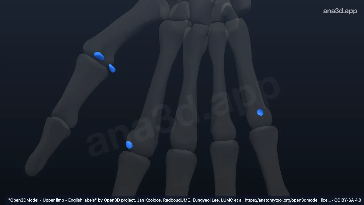 3D-Modell: Rechte Sesambeine der Hand