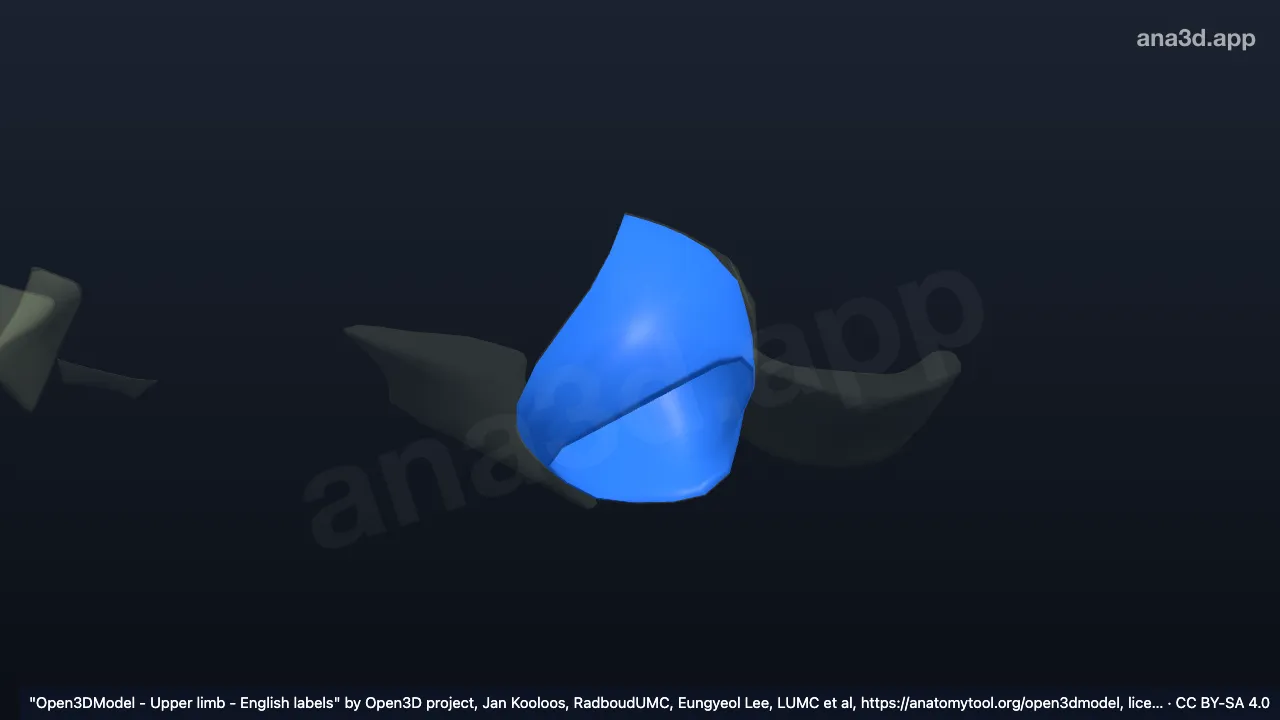 3D 모델: 오른쪽 복장빗장관절주머니