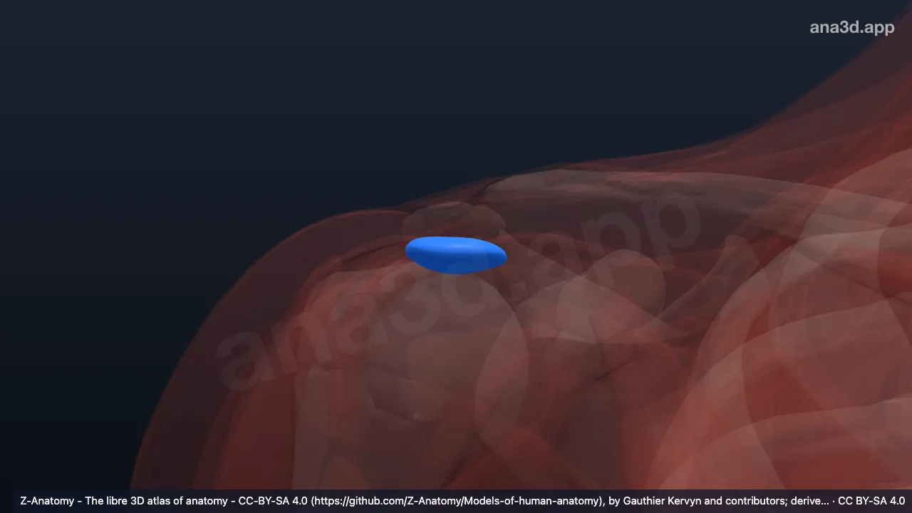 Model 3D: Bursa subakromialis kanan
