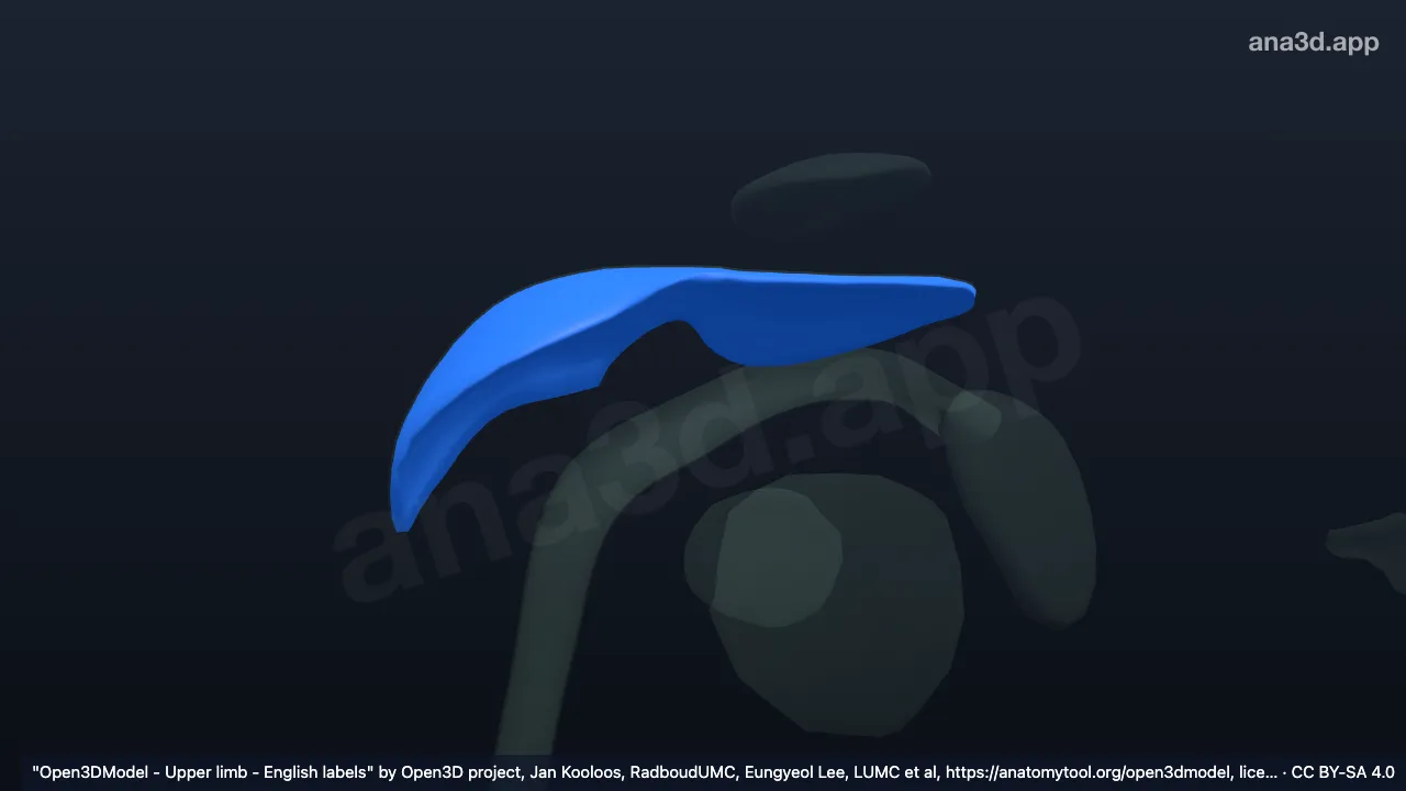 Modelo 3D: Bolsa subacromial-subdeltoidea derecha