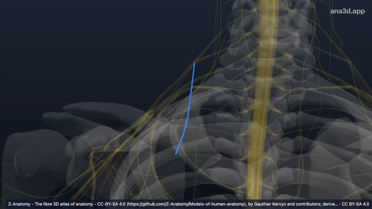 3D model: right subclavian nerve