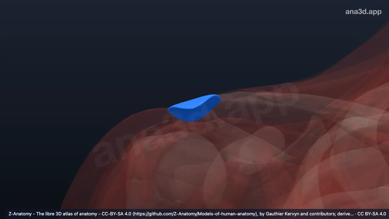 Model 3D: Bursa subkutanea akromialis kanan