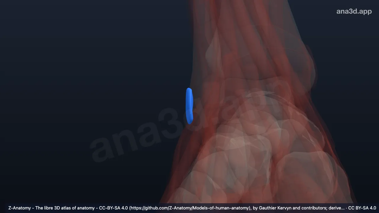 Model 3D: Bursa subkutanea maleolus lateralis kanan