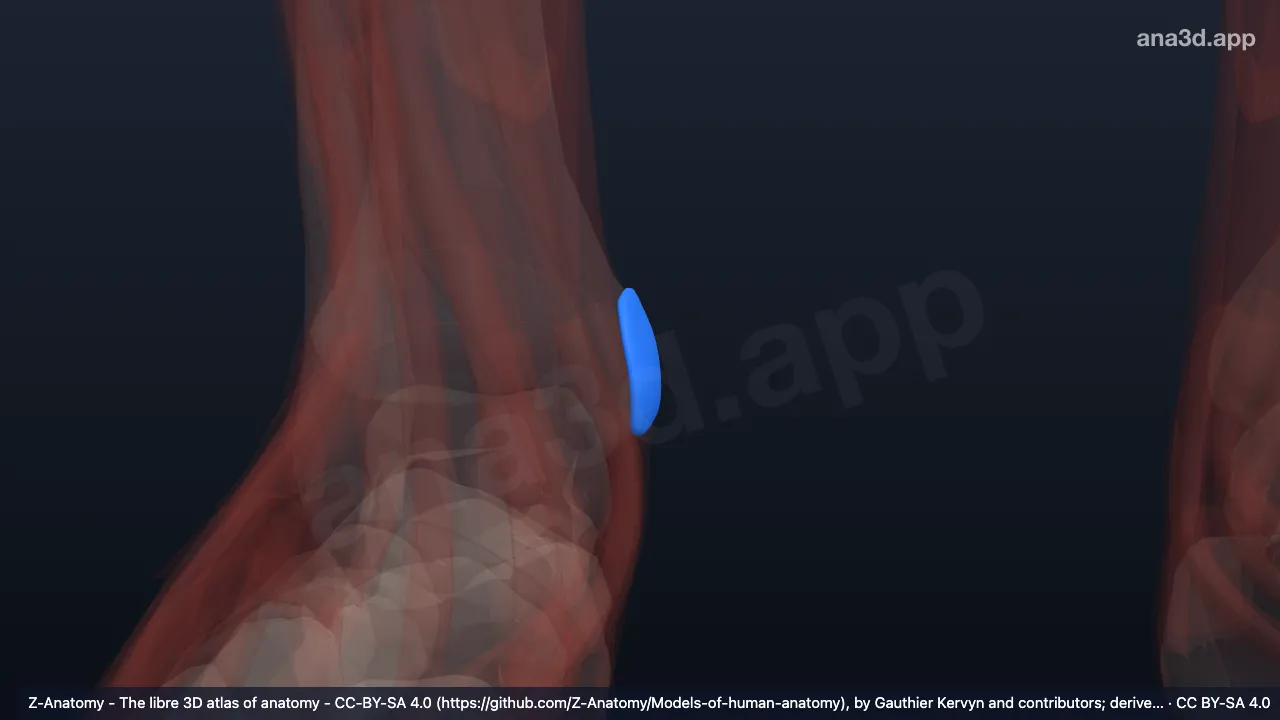 Model 3D: Bursa subkutanea maleolus medialis kanan