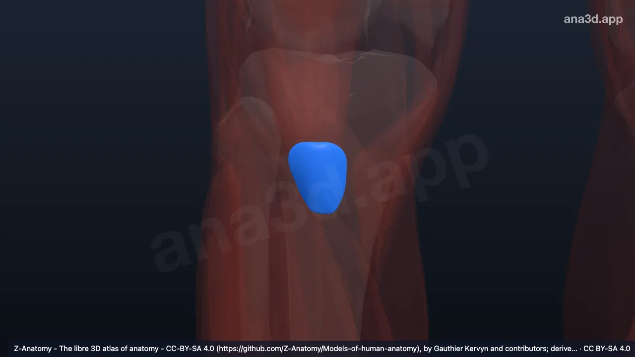 Model 3D: Bursa subkutanea tuberositas tibia kanan