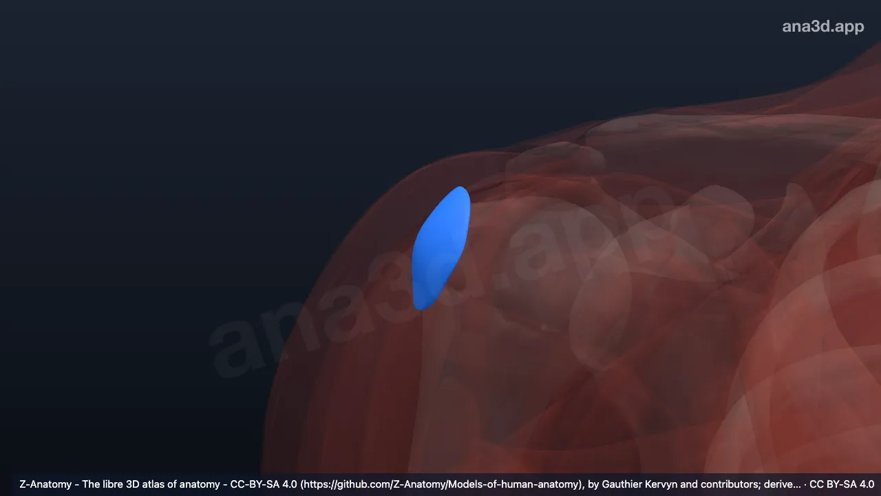 Modelo 3D: Bolsa subdeltoidea derecha