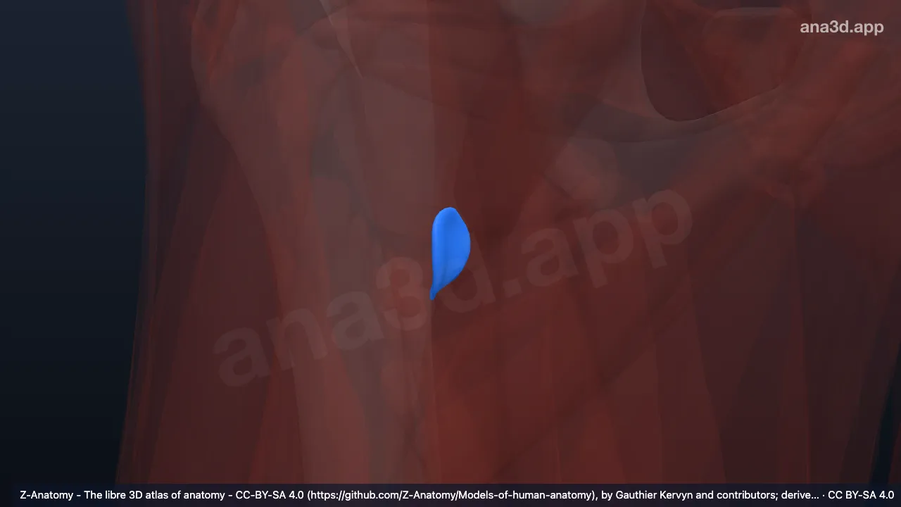 Model 3D: Bursa subtendinea iliakus kanan